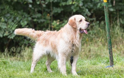 Tears as Golden Retriever Tries To Find Owner After Being